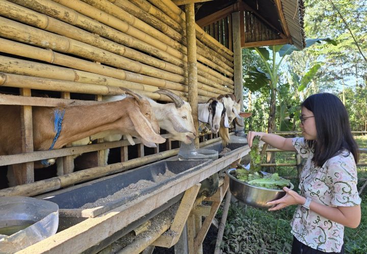 SB34_ActivityKambing_1