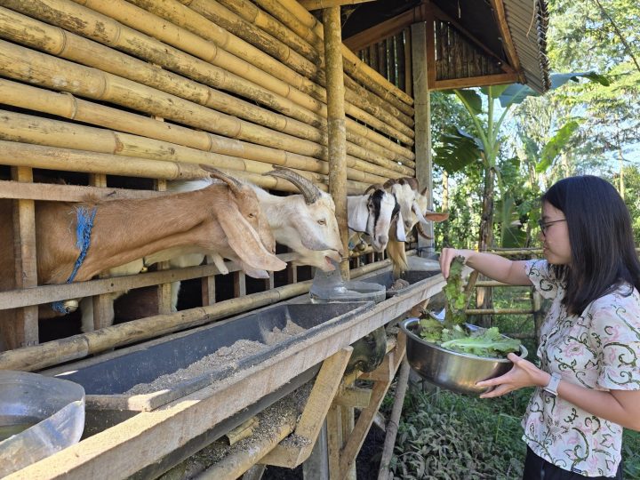 SB34_ActivityKambing_1