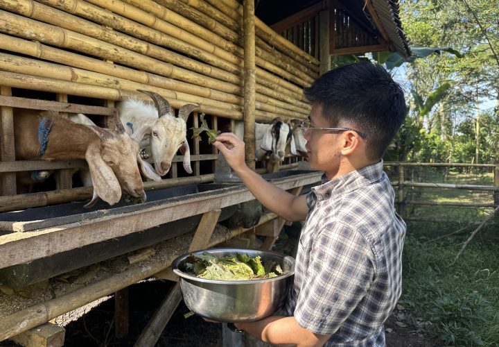 SB34_ActivityKambing_2
