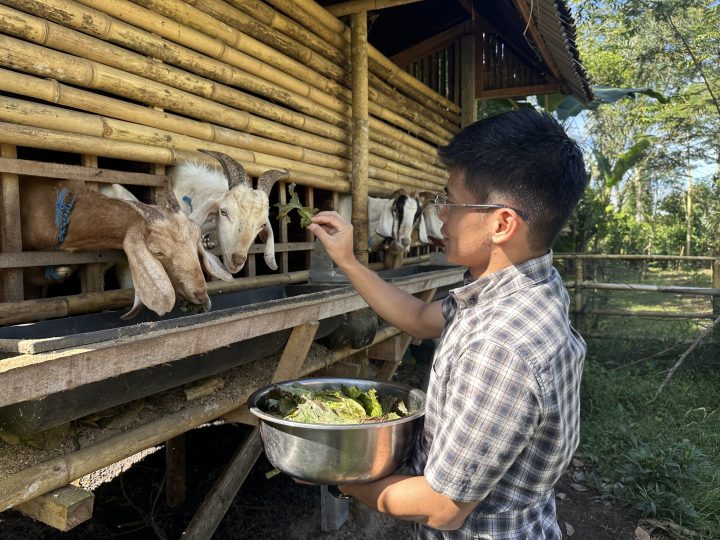 SB34_ActivityKambing_2